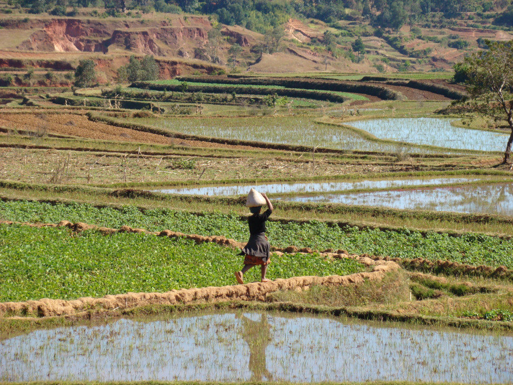 Natuur in Ansirabe, Madagascar - Undiscovered.nl