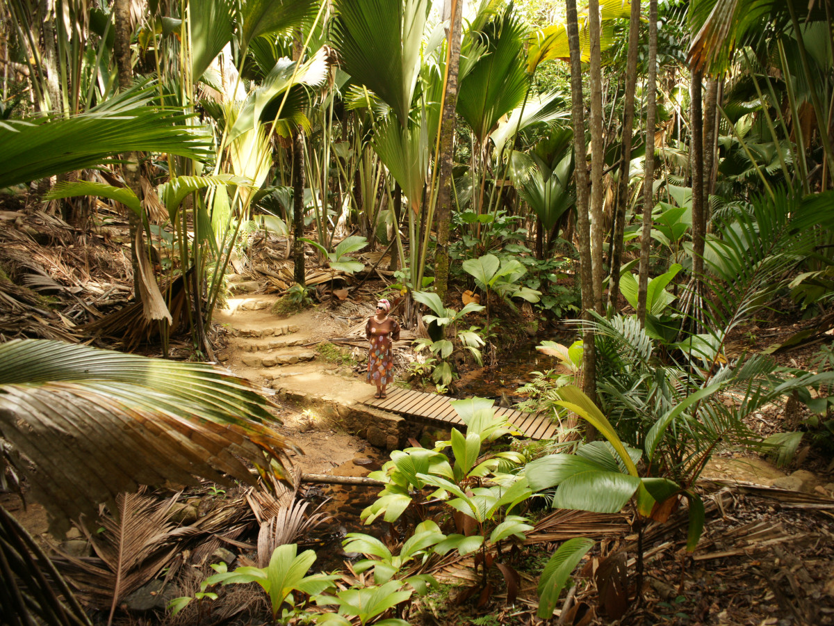 Vallée de Mai Praslin Seychellen - Undiscovered.nl