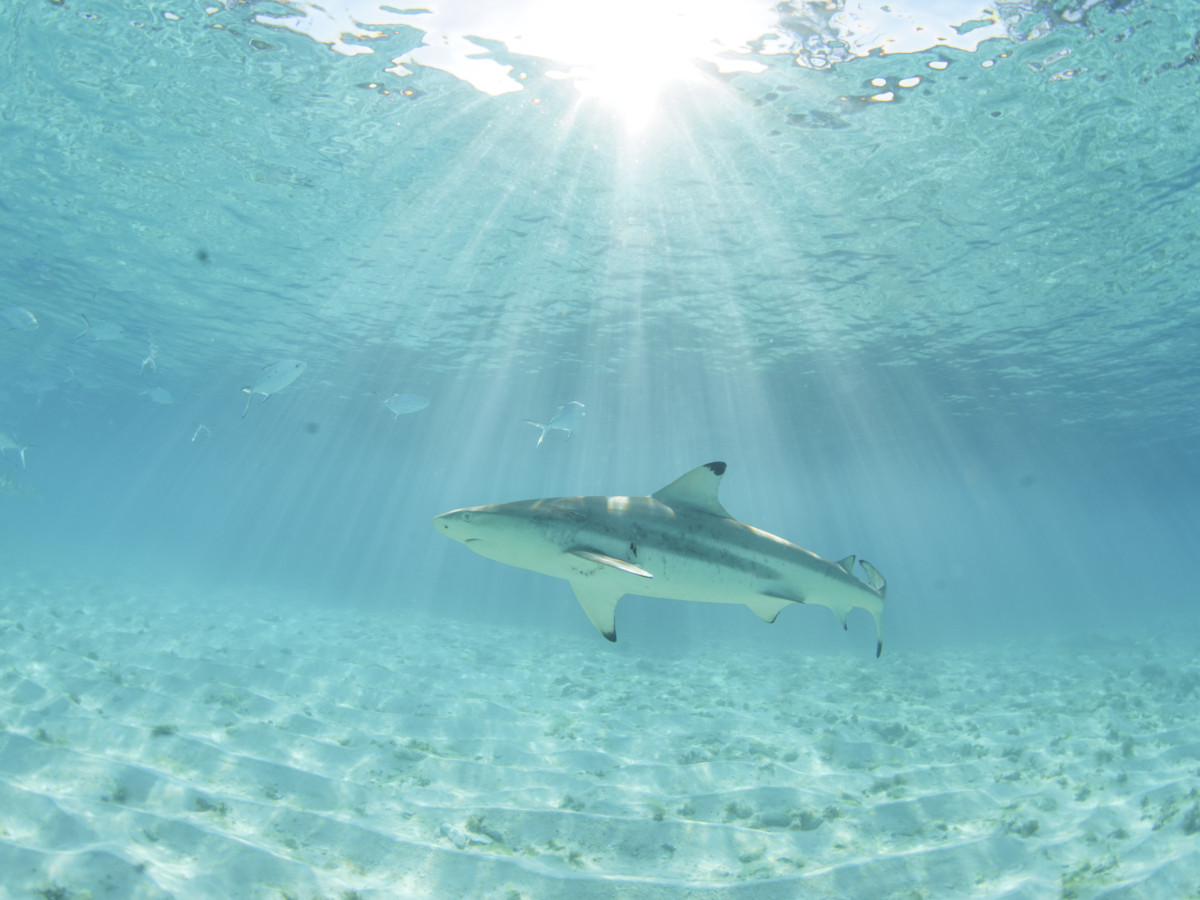 Aldabra Atoll Seychellen - Undiscovered.nl