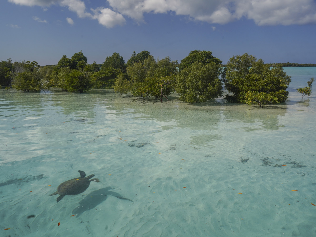 Aldabra Atoll Seychellen - Undiscovered.nl