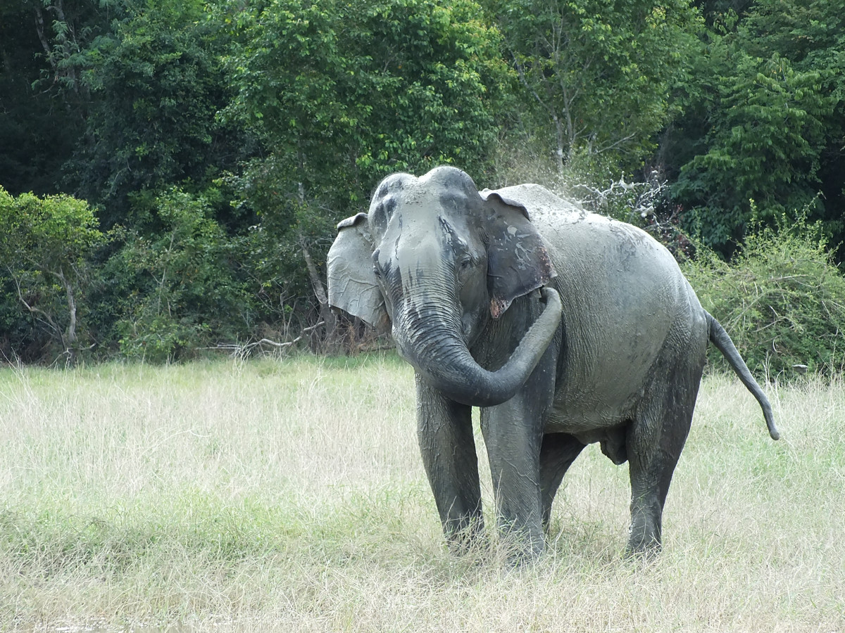 Olifant in Sri Lanka - Undiscovered.nl