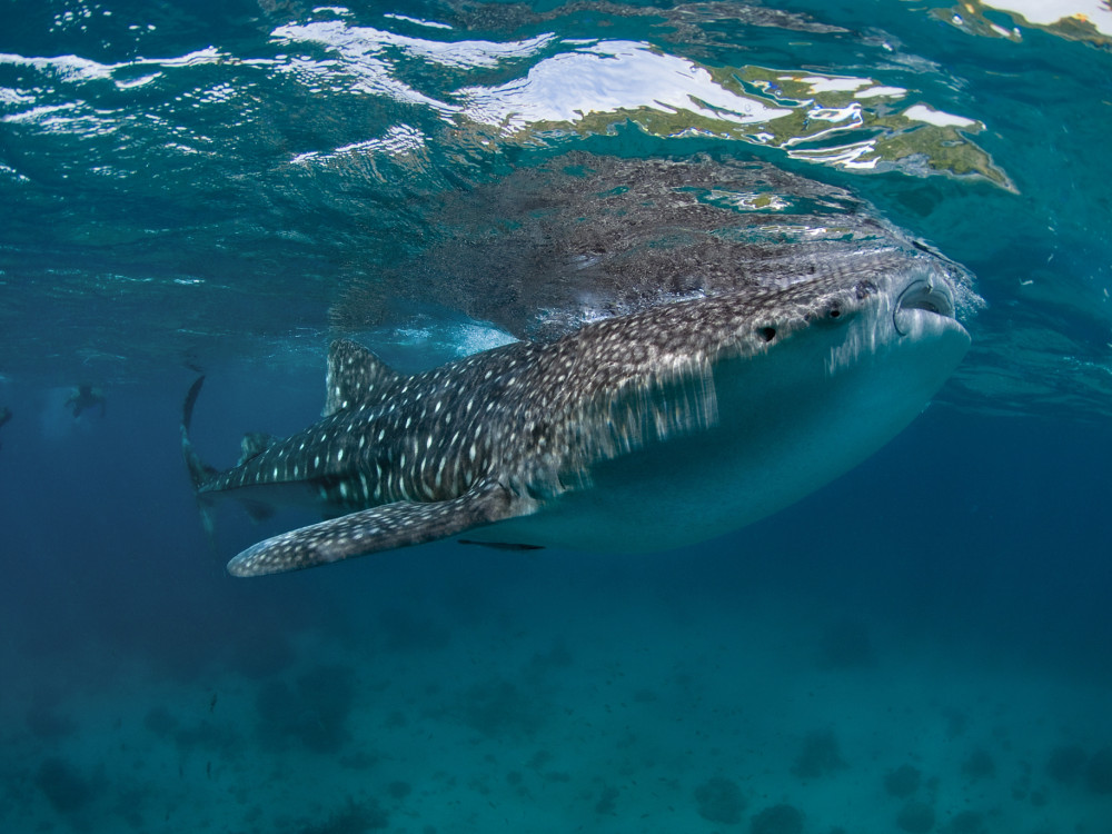 Walvishaai - Undiscovered.nl