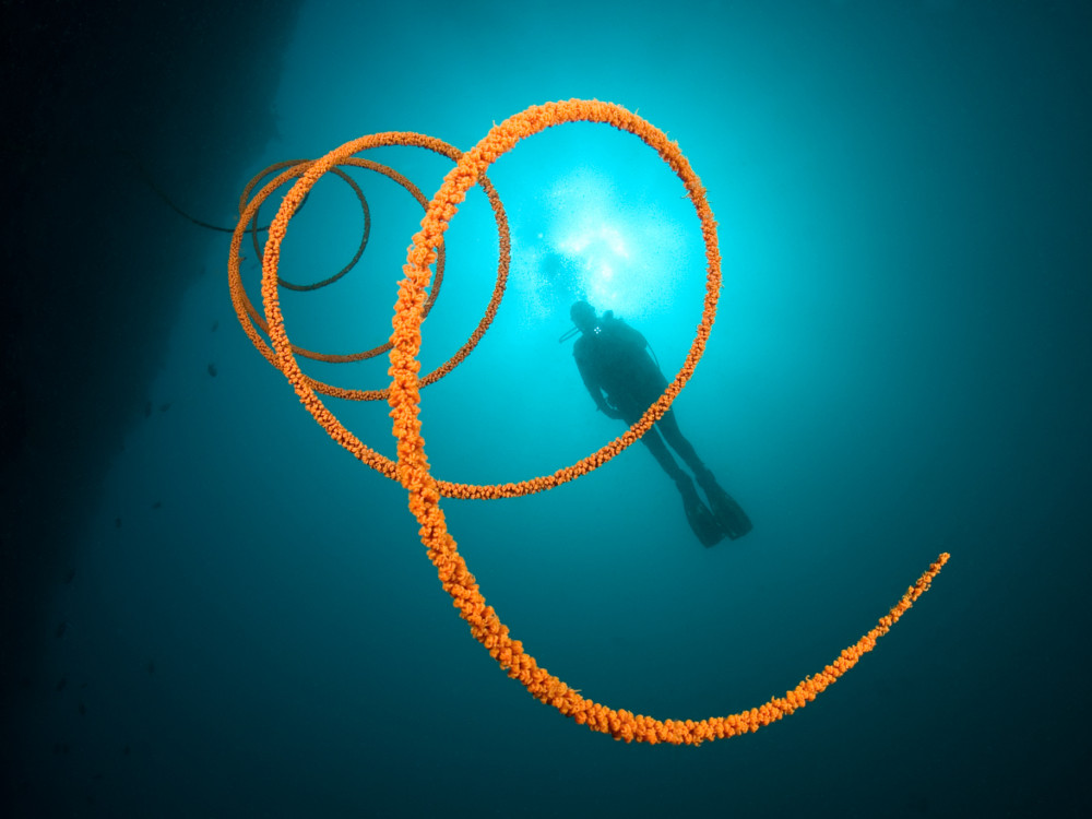 Duiken - Undiscovered.nl