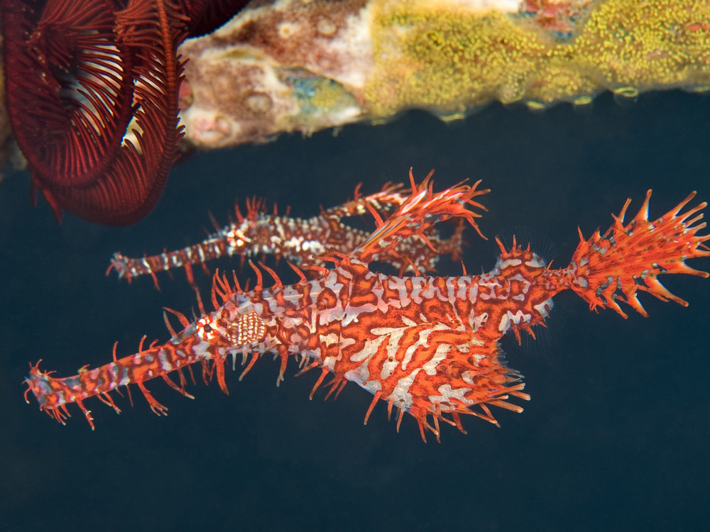 Solenostomus paradoxus - Undiscovered.nl