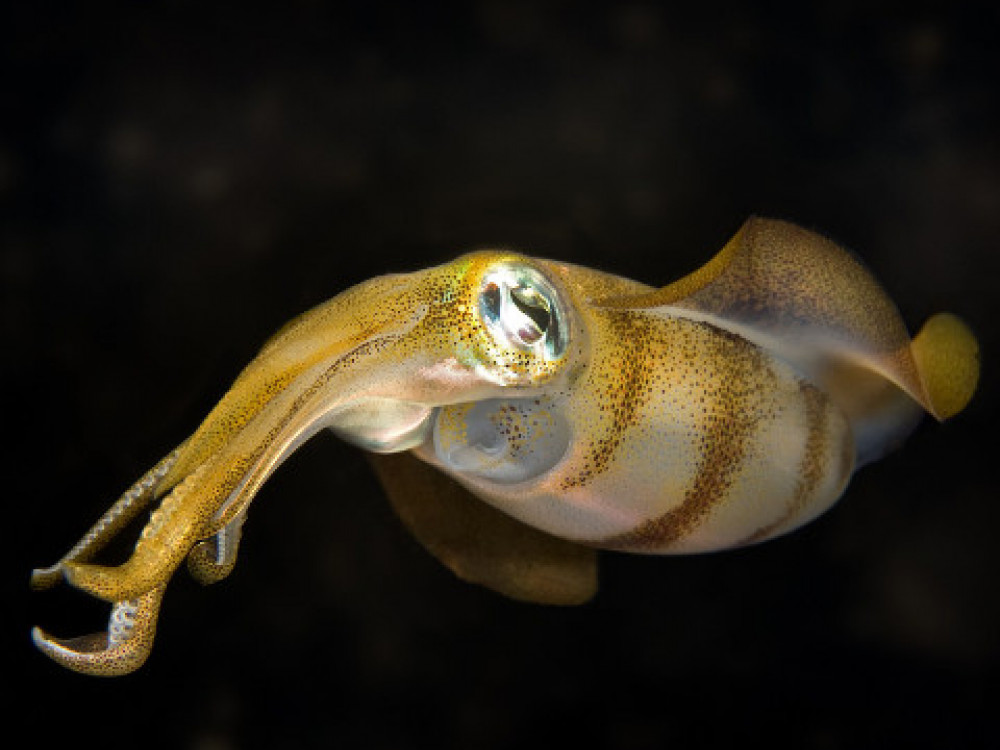 Sepia bandensis, dwerginktvis - Undiscovered.nl