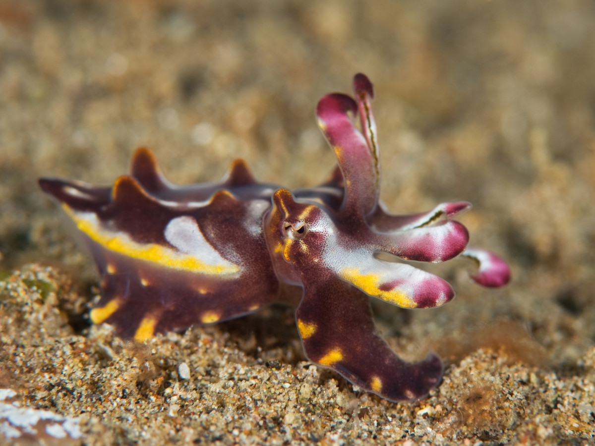 Metasepia pfefferi - Undiscovered.nl