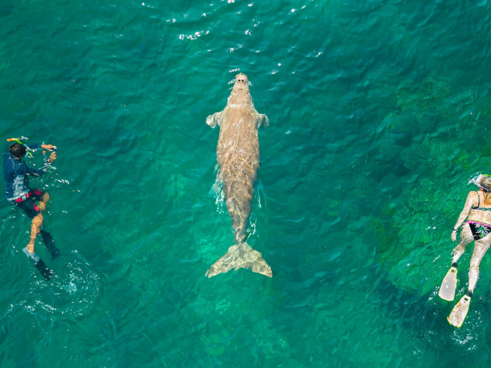 Snorkelen met een zeekoe, Filipijnen - Undiscovered.nl