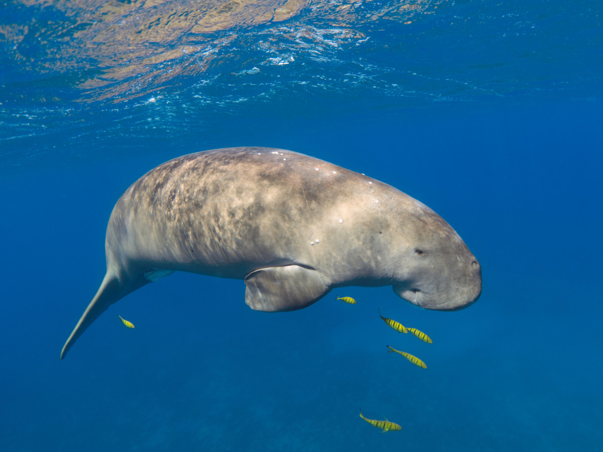 zeekoe dimakya filipijnen - Undiscovered.nl
