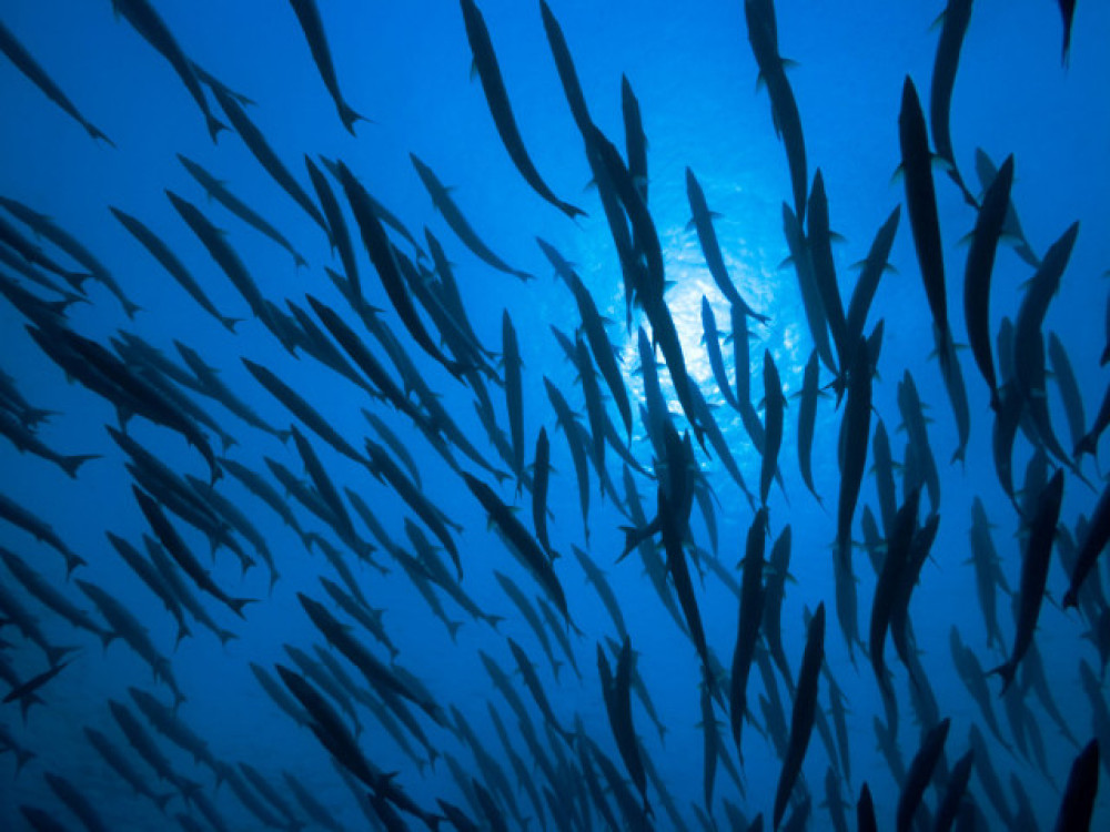 School vissen - Undiscovered.nl