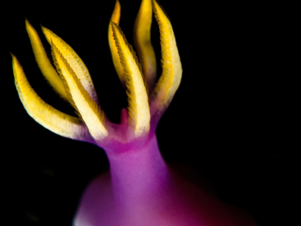 Hypselodoris apolegma zeenaaktslak - Undiscovered.nl