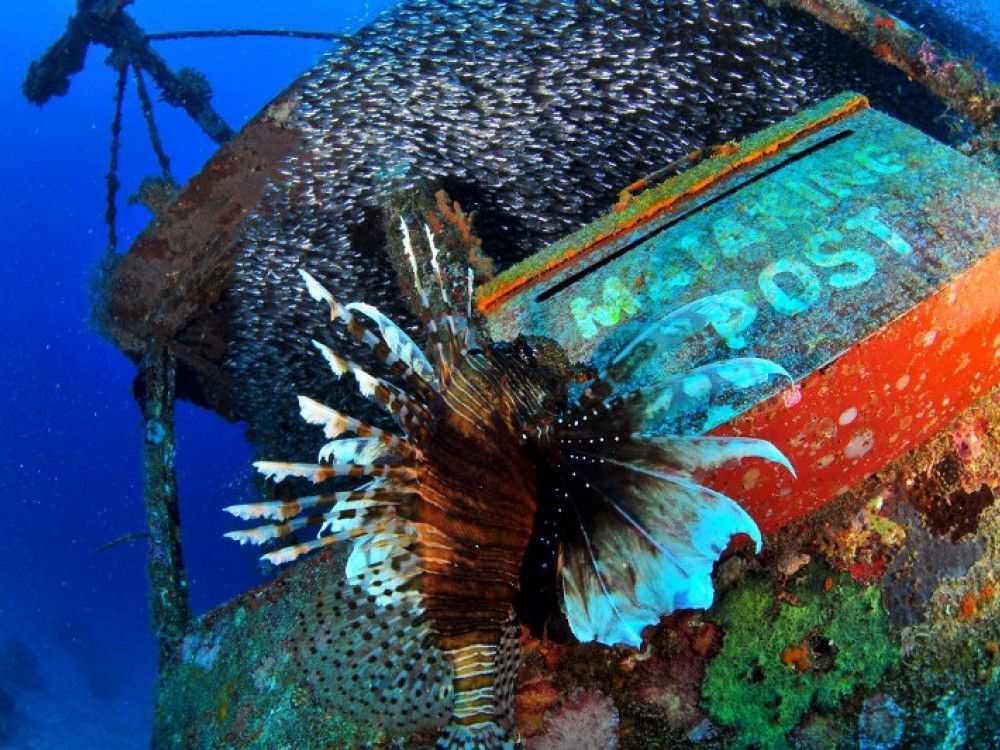 Duiken in Pulau Mataking Borneo - Undiscovered.nl
