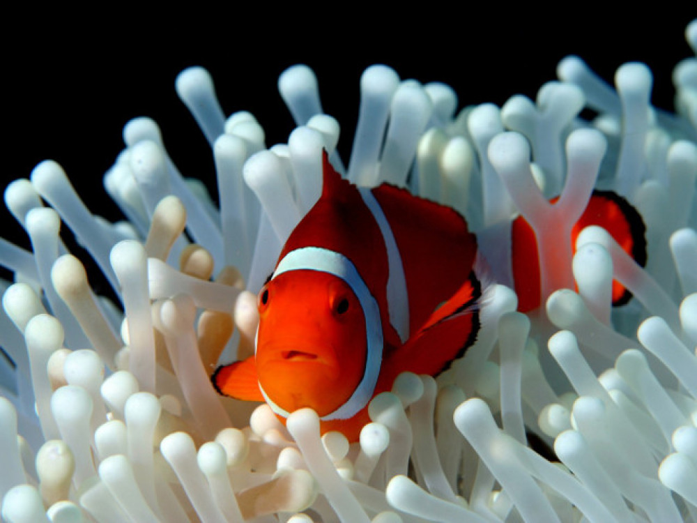 Clownvissen - Undiscovered.nl