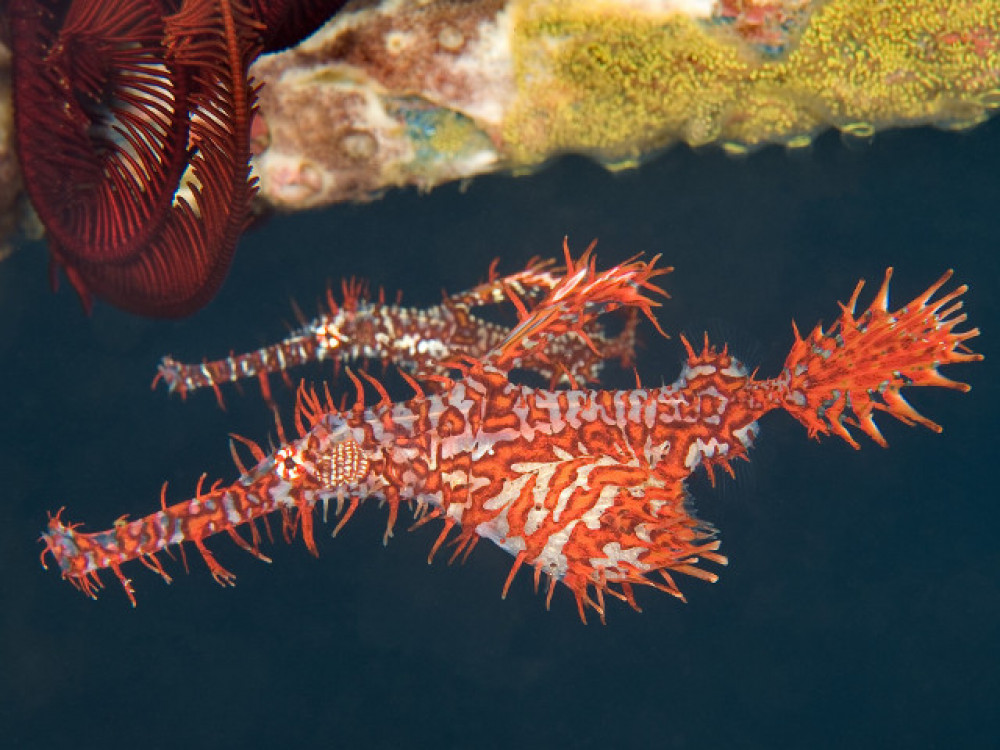 Solenostomus paradoxus vissoort - Undiscovered.nl