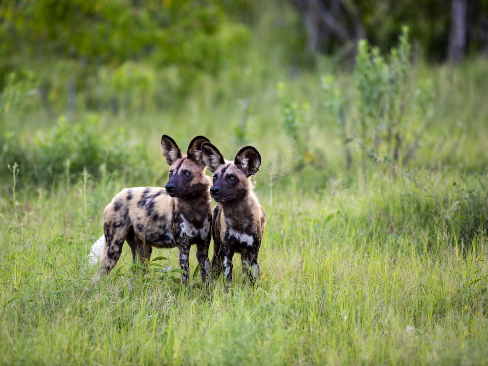 Dukes camp, Botswana - Undiscovered.nl