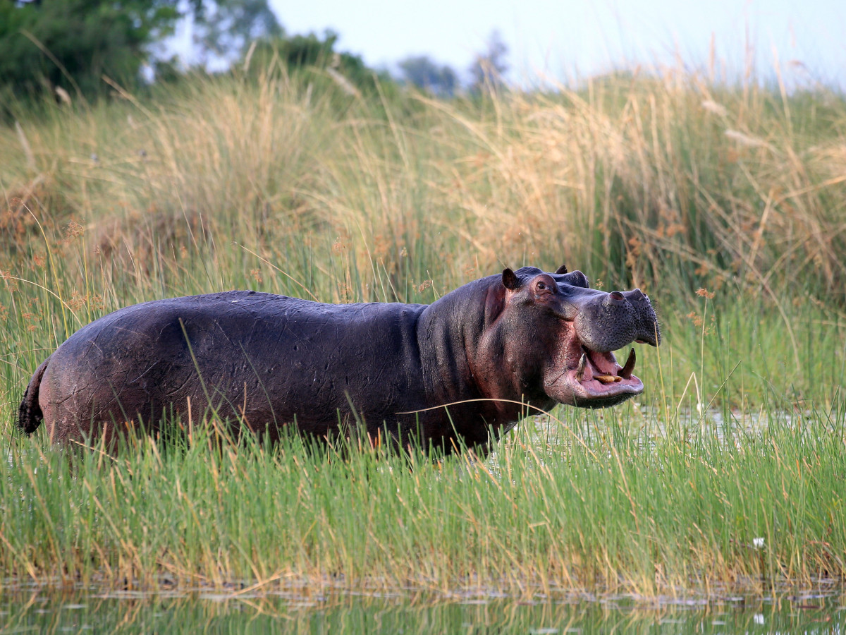 Nijlpaard in Botswana - Undiscovered.nl