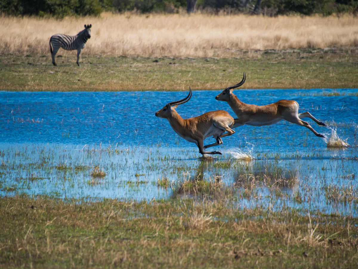 Wildleven in Okavango Delta, Botswana - Undiscovered.nl