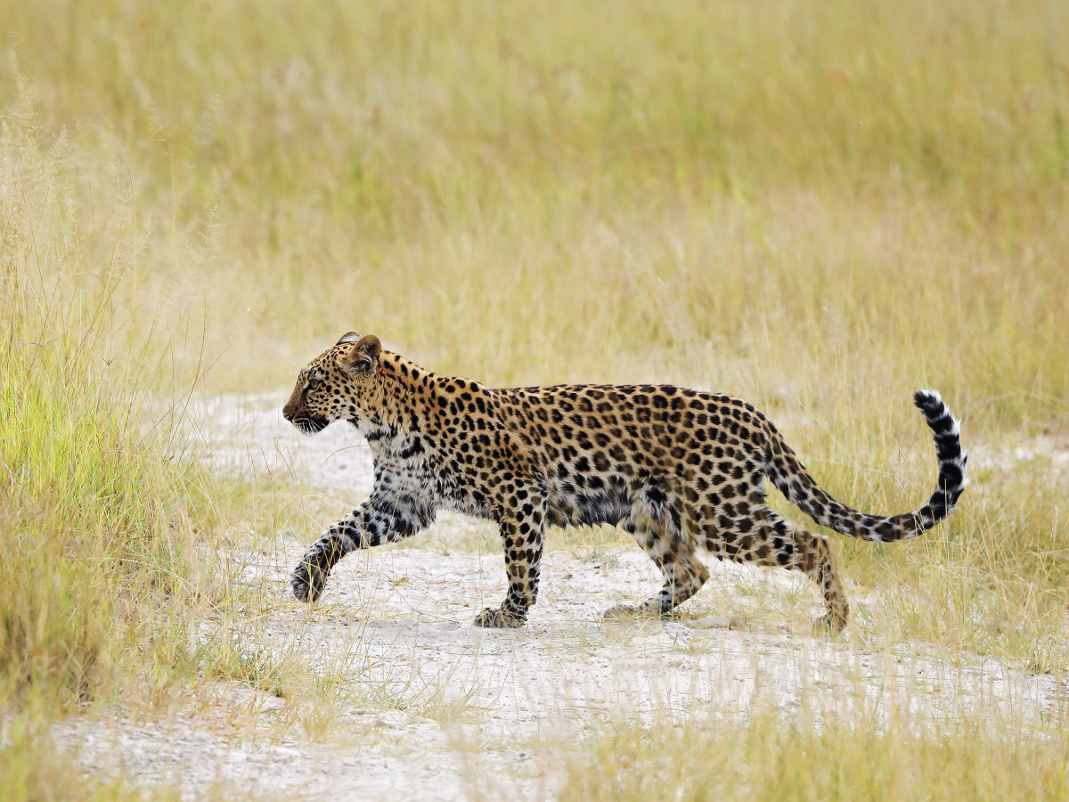 Luipaard in Botswana - Undiscovered.nl