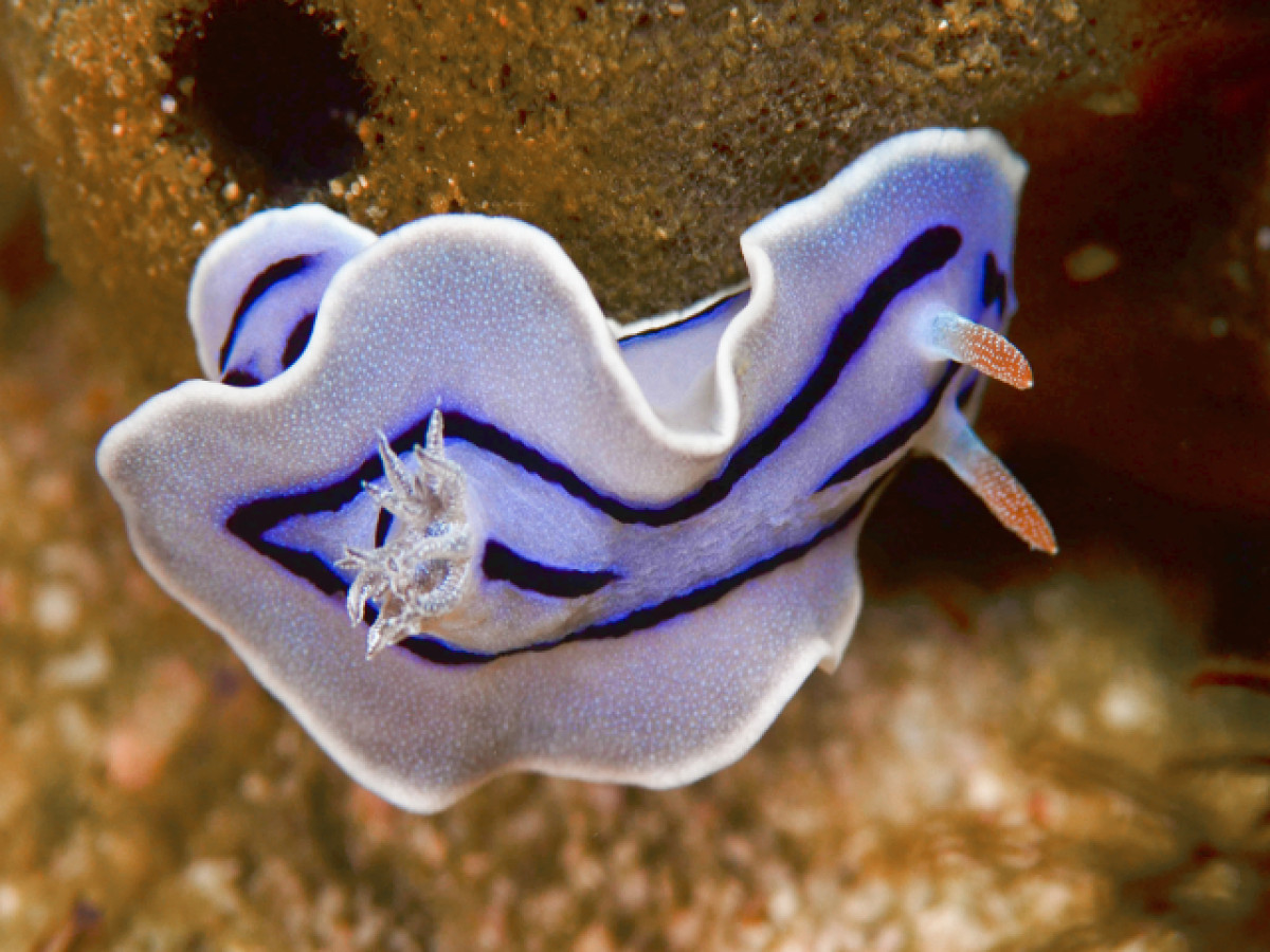 Chromodoris willani - Undiscovered.nl