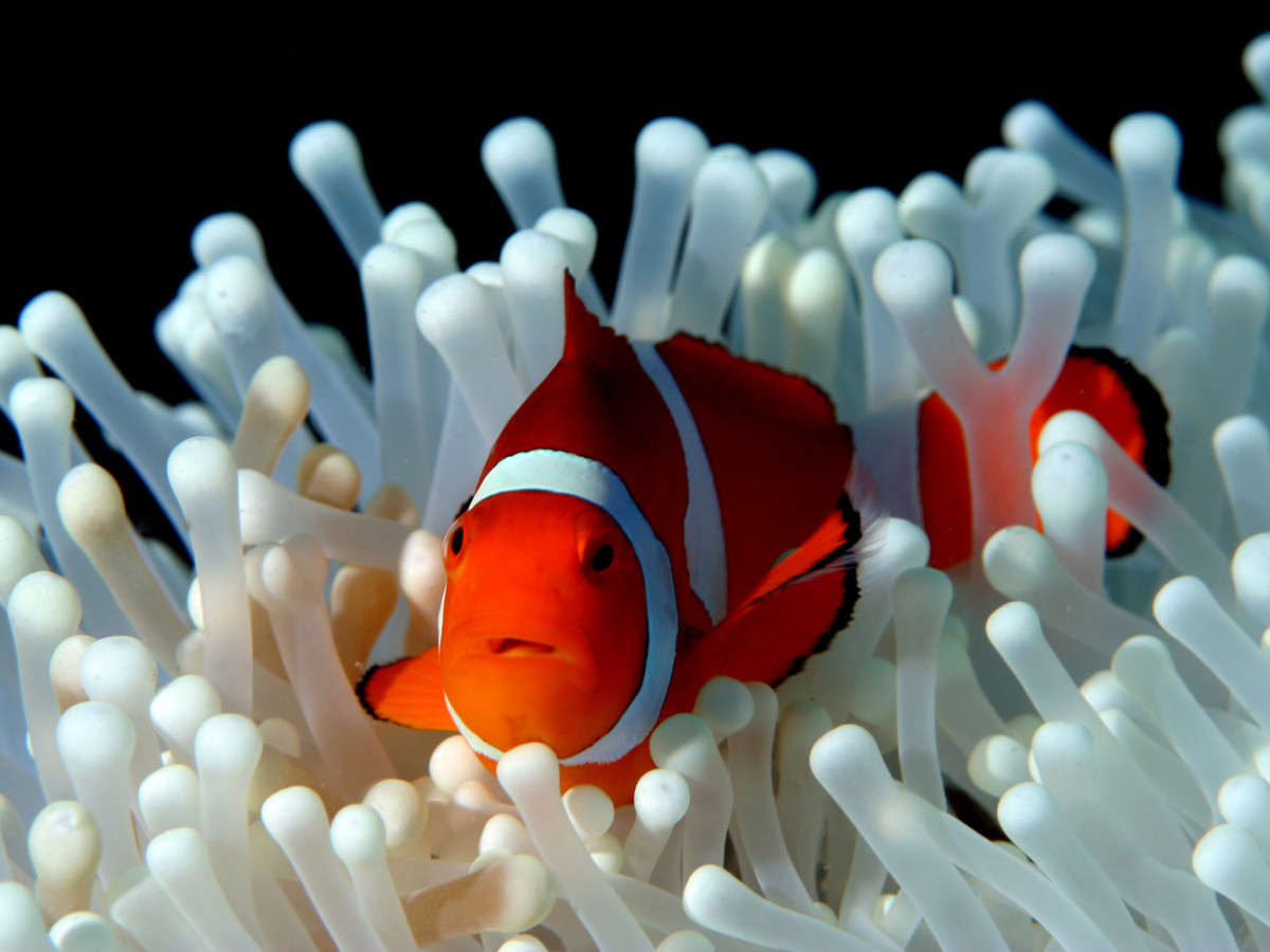 Clownvissen - Undiscovered.nl