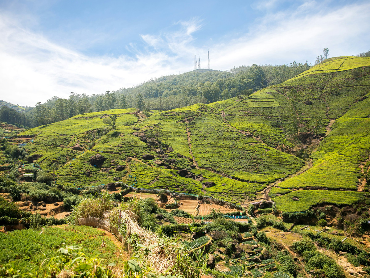Theeplantage bij Ella in Sri Lanka - Undiscovered.nl