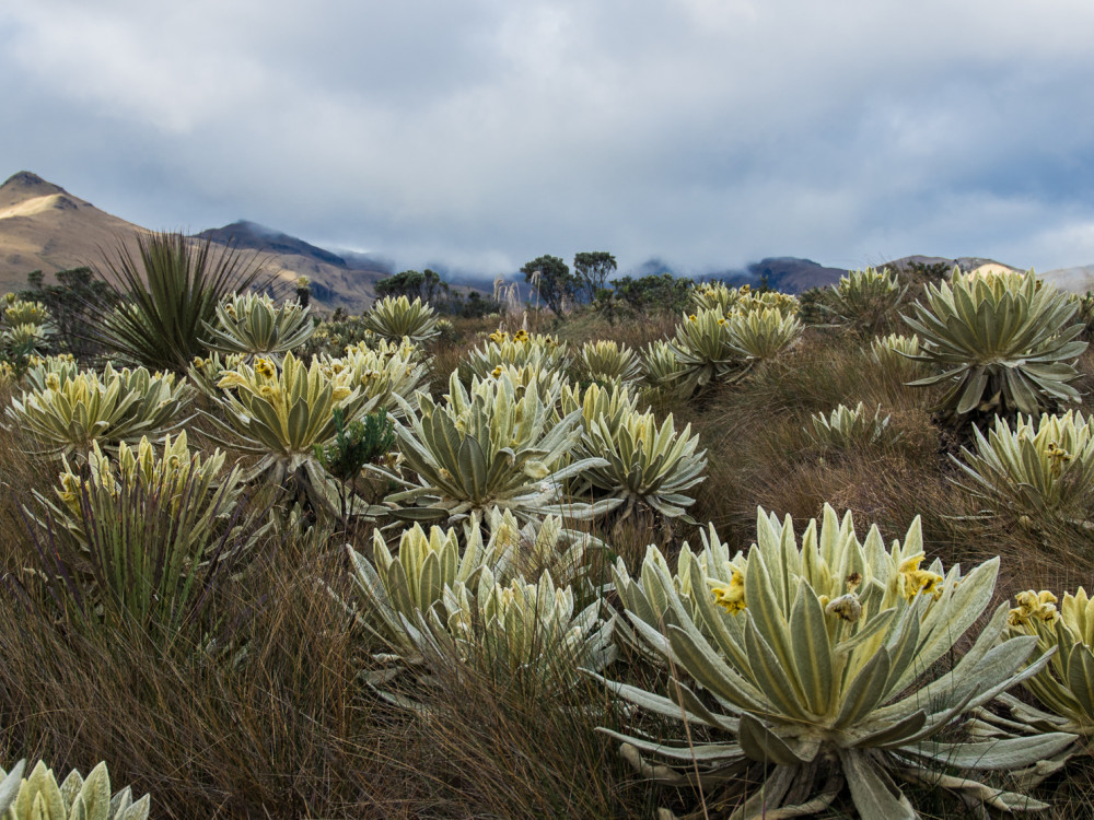 El Angel in Ecuador - Undiscovered.nl