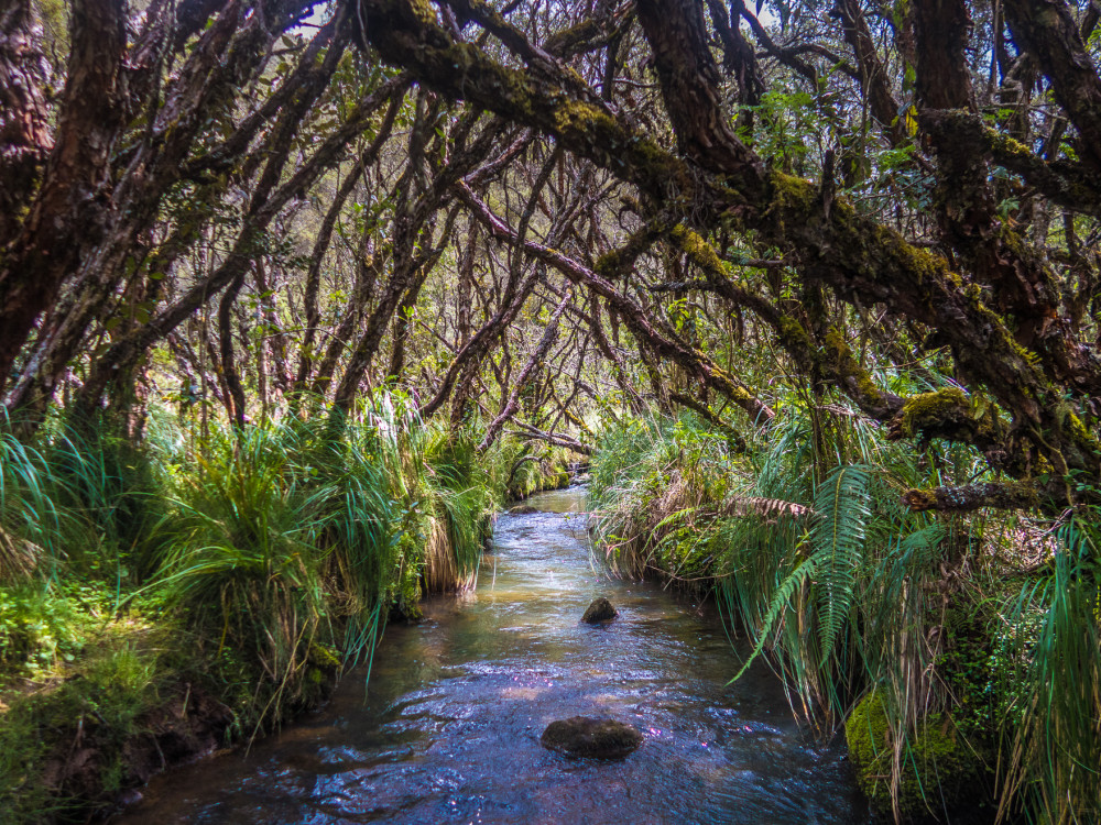 El Angel in Ecuador - Undiscovered.nl