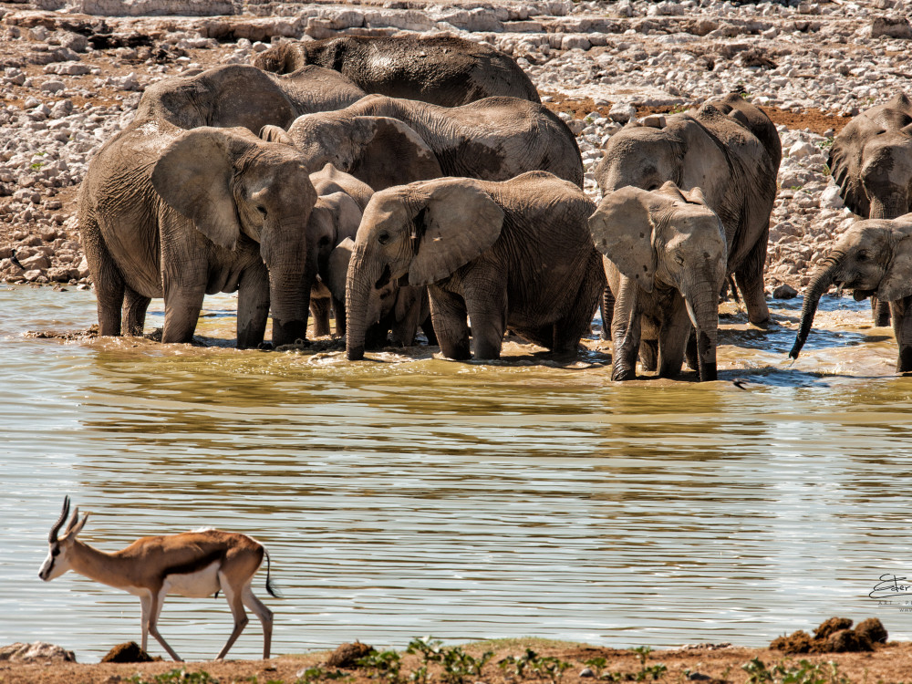 Groep olifanten in Namibië - Undiscovered.nl