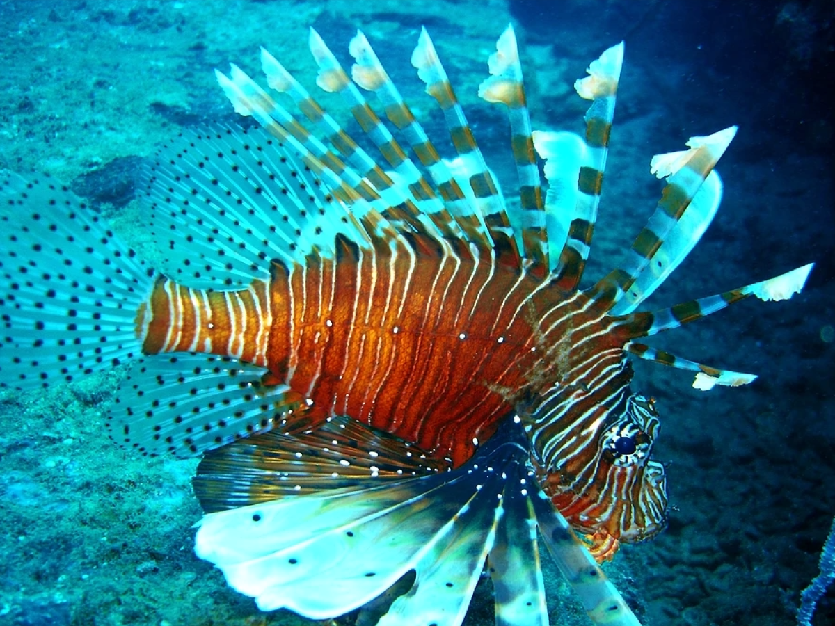 Onderwaterwereld Kalpitiya, Sri Lanka - Undiscovered.nl