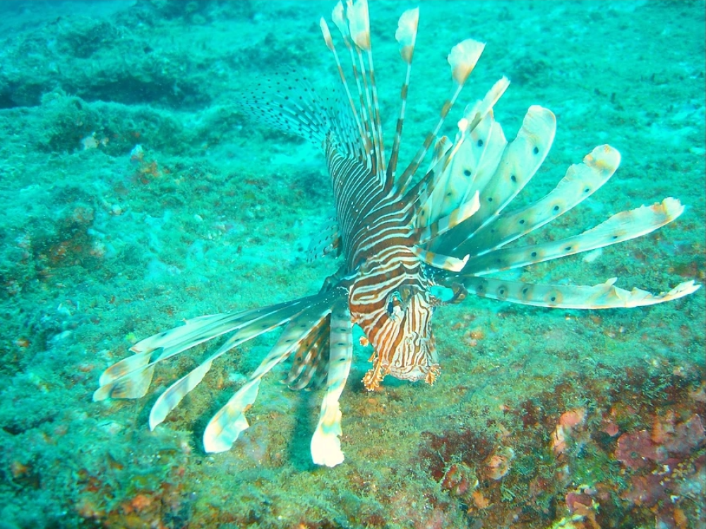 Onderwaterwereld Kalpitiya, Sri Lanka - Undiscovered.nl