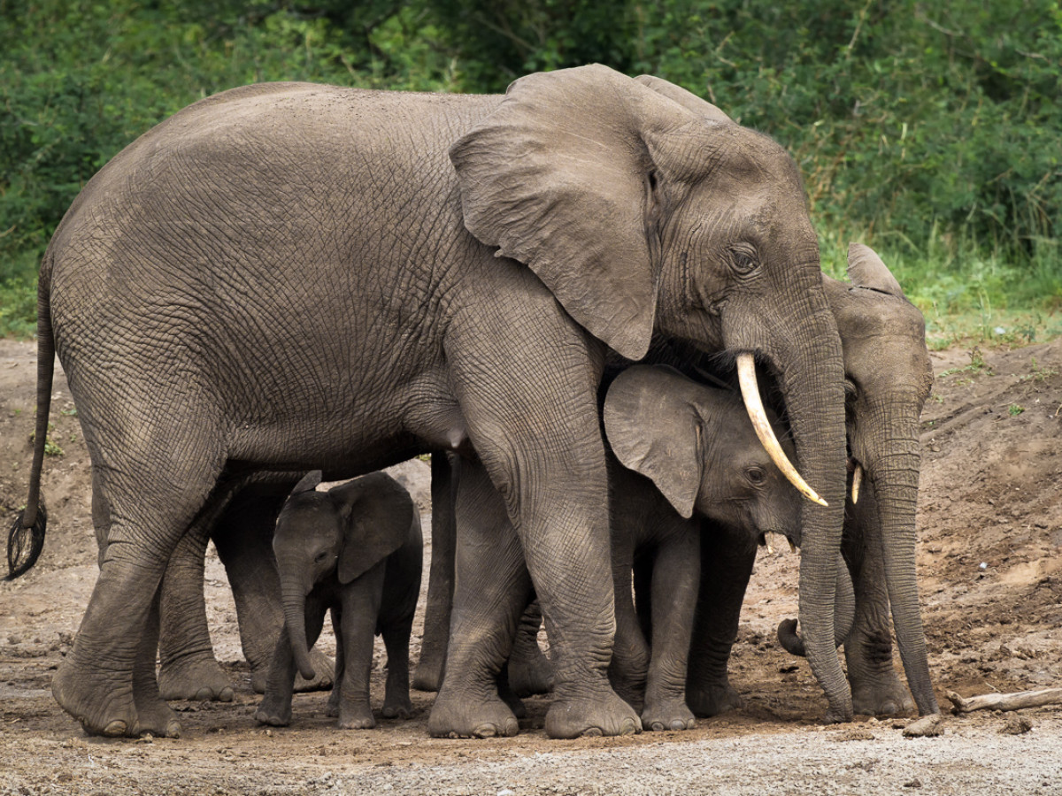 Olifanten in Queen Elizabeth National Park, Oeganda - Undiscovered.nl