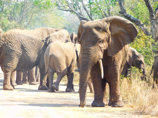 Akagera National Park Rwanda Olifanten - Undiscovered.nl