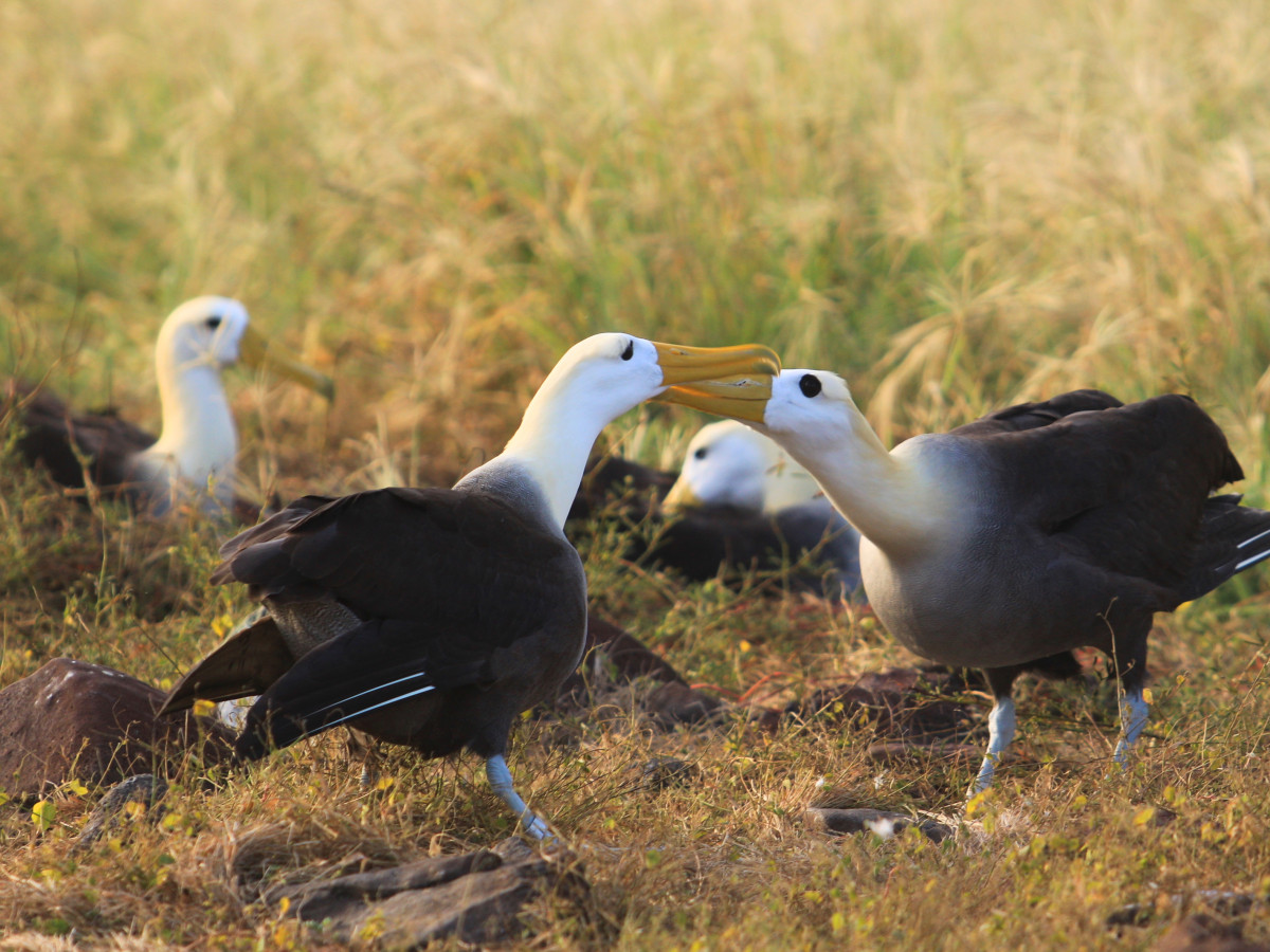 Galapagos Albatross, Ecuador - Undiscovered.nl
