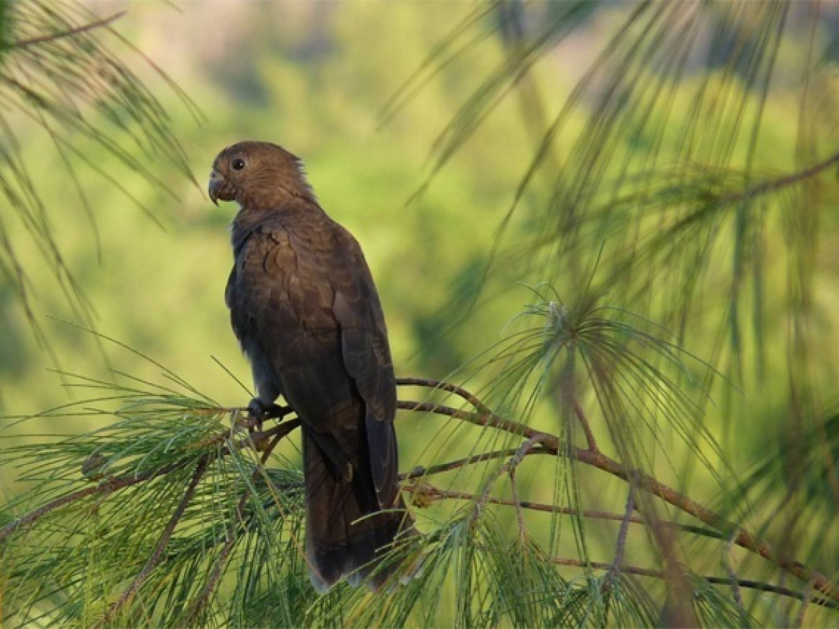 Black Parrot Praslin Seychellen - Undiscovered.nl