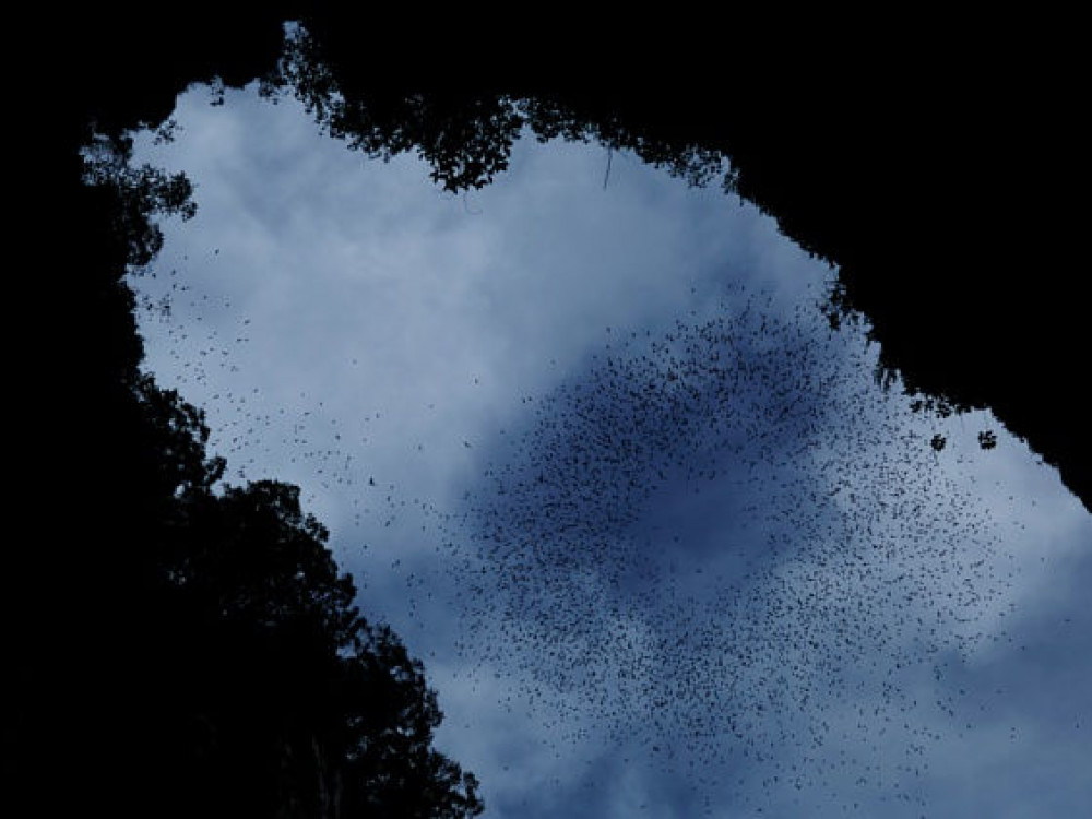 Borneo Mulu National Park - Undiscovered.nl