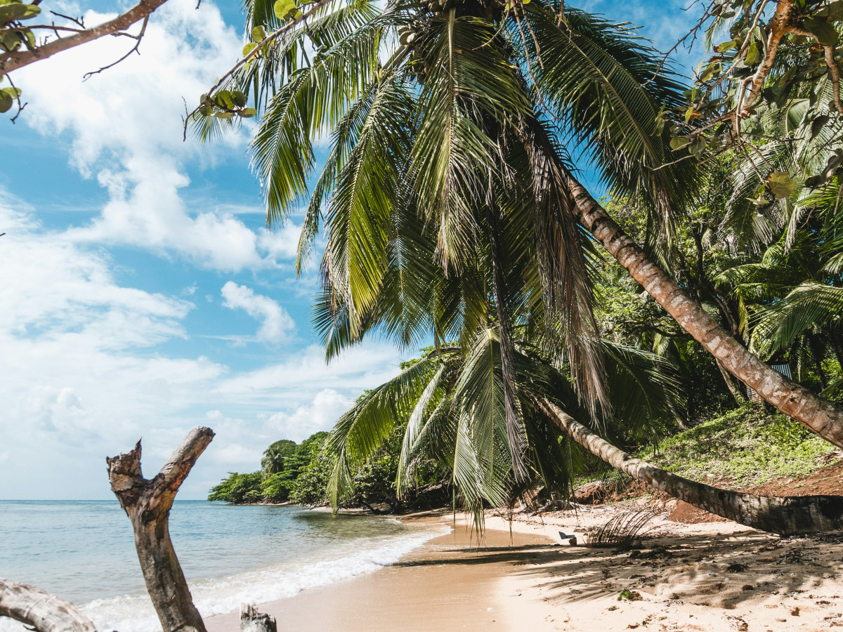 Palmbomen op Little Corn Island - Undiscovered.nl