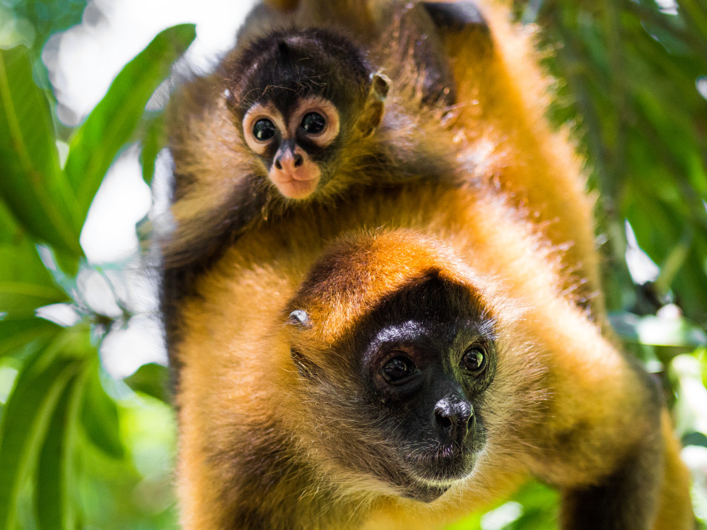 Aapjes in El Salvador - Undiscovered.nl