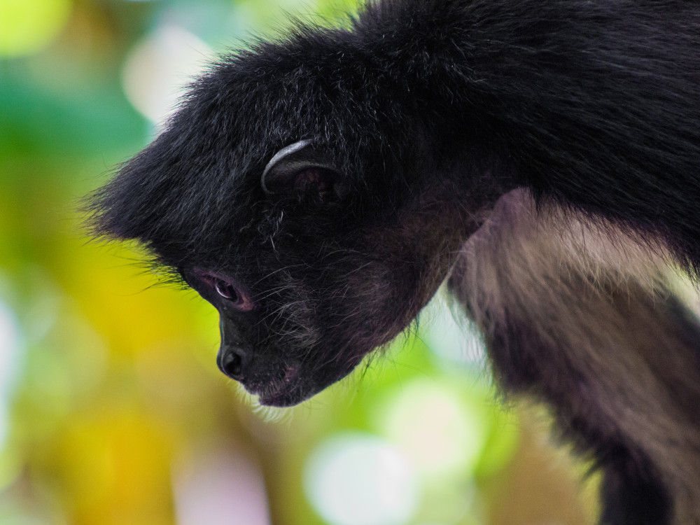 Aapje in El Salvador - Undiscovered.nl