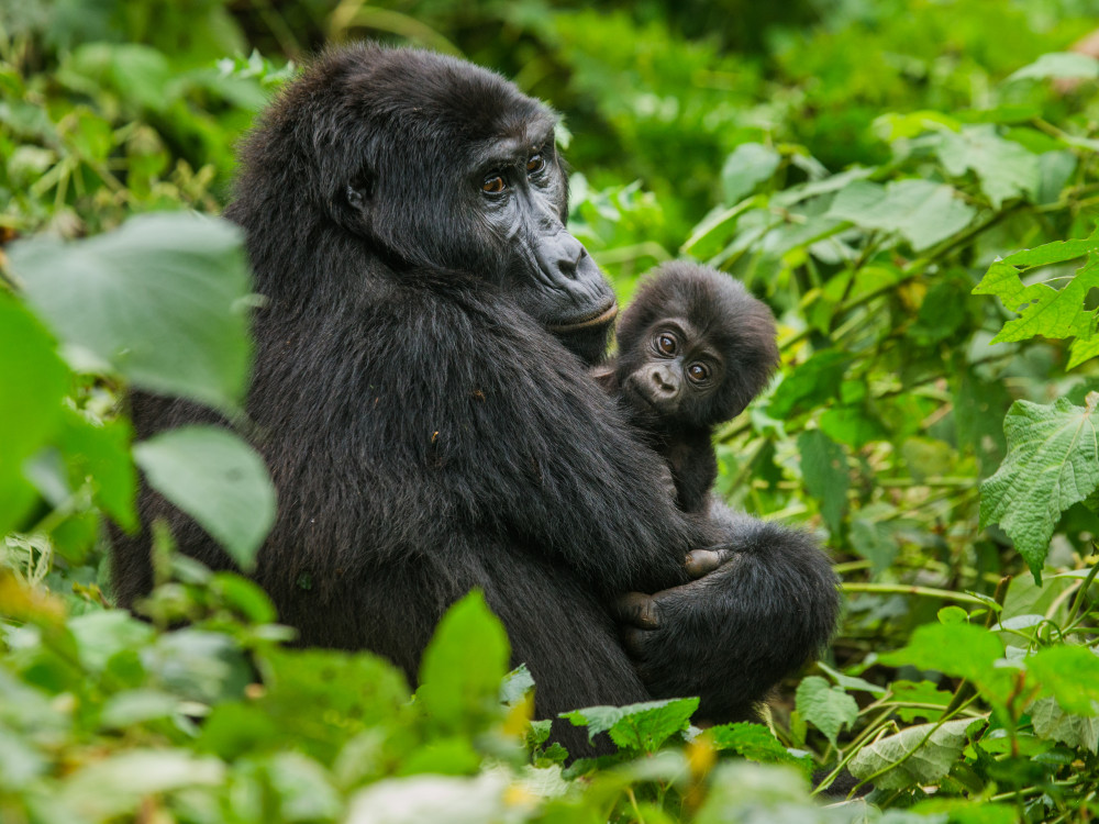 Vrouwelijke gorilla met baby in Oeganda - Undiscovered.nl