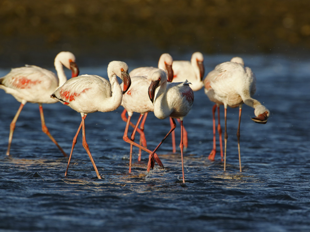 Flamingo's Namibië - Undiscovered.nl