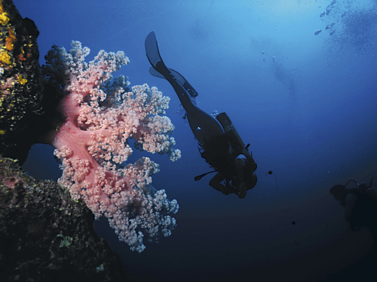Duiker tussen het koraal - Undiscovered.nl