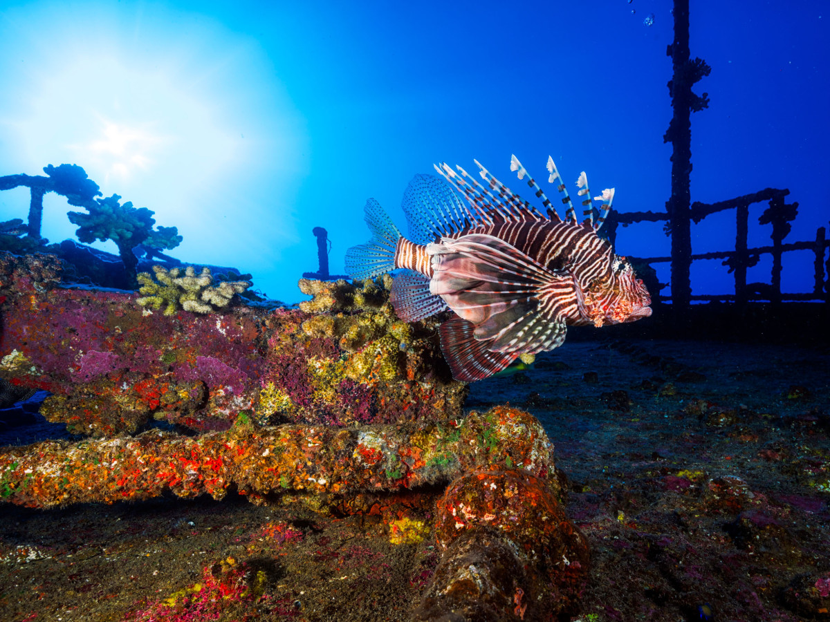 Koraalduivel - Undiscovered.nl