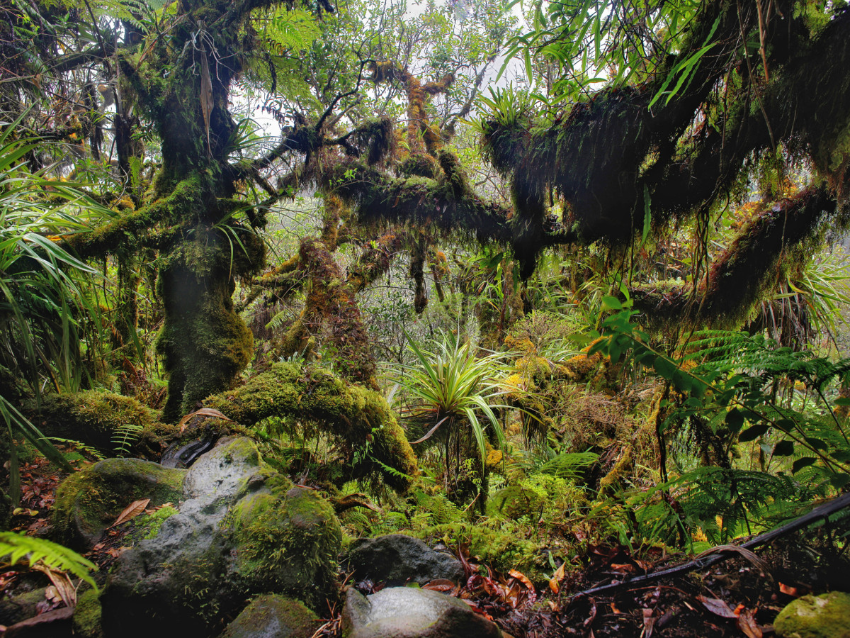 Natuur van Réunion - Undiscovered.nl