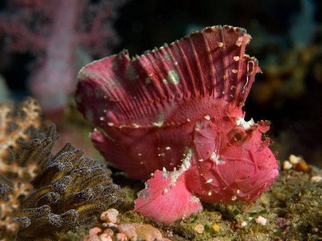 Frogfish - Undiscovered.nl