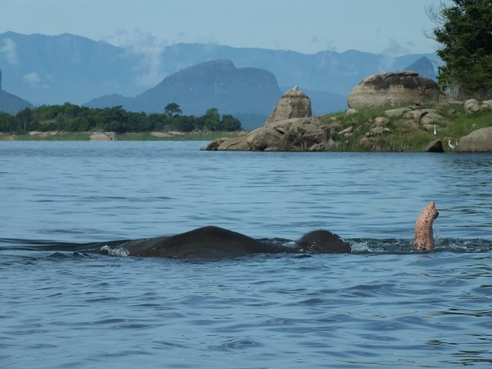 Olifant in het water in Sri Lanka - Undiscovered.nl