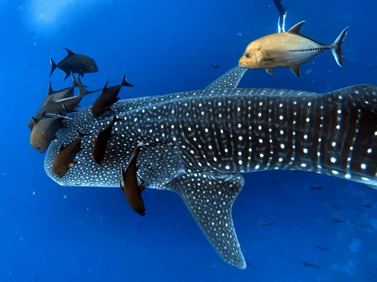 Walvishaai - Undiscovered