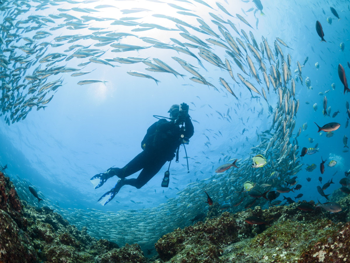Duiken in Galapagos, Ecuador - Undiscovered.nl