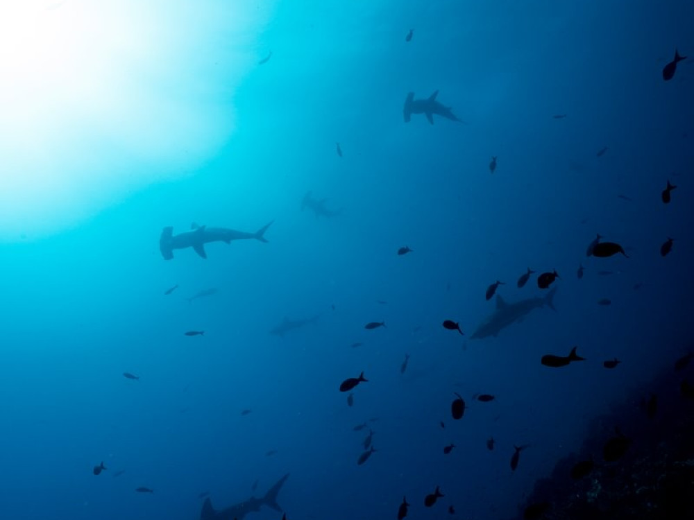 Haaien en vissen - Undiscovered.nl