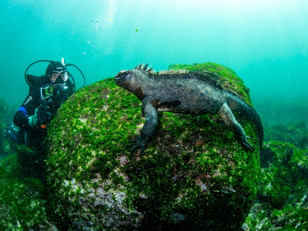 Diving Galapagos - Undiscovered.nl