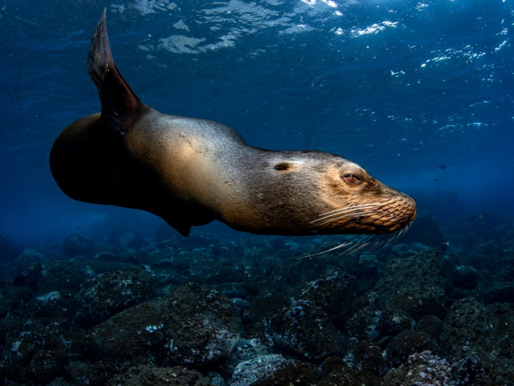 Zeehond onder water - Undiscovered.nl