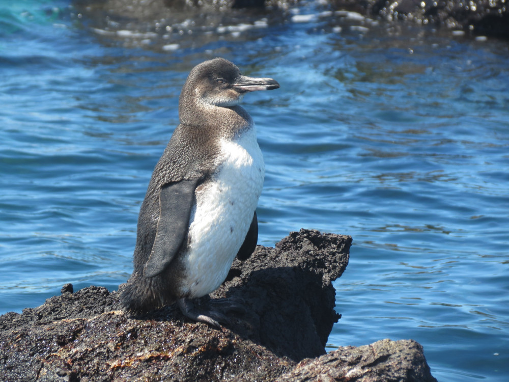 Pinguïn Galapagos, Ecuador - Undiscovered.nl